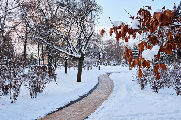 공원의 얼어붙은 골목에 벤치와 나무는 눈으로 공기를 마시며 Kyiv Vladimirskaya — 스톡 사진