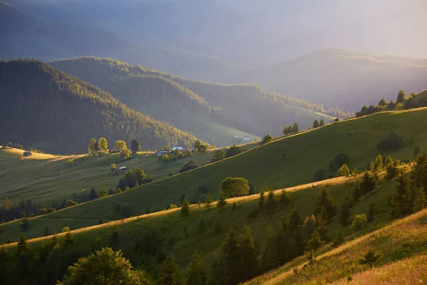 喀尔巴阡山脉雾蒙蒙的日出 沃洛韦茨地区美丽的夏季风景 草甸上的紫色花朵 雾蒙蒙的森林小山 远处的Pikui山 — 图库照片