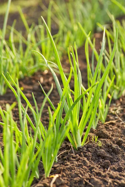 Cebolla Verde Jardín Verdura Suelo Lista Para Cosecha —  Fotos de Stock