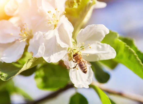蜜蜂坐在绽放着苹果树的灌木丛中 给它授粉 — 图库照片