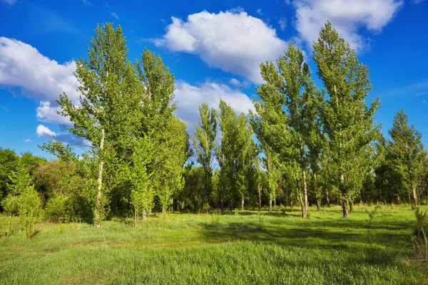 Campo Verde Bajo Nubes Azules Cielo Belleza Naturaleza Fondo — Foto de Stock