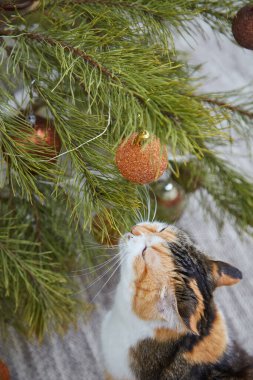 Evde Noel süsleri, Noel süsleri ve yeni yıl konsepti olan sevimli bir kedi. 