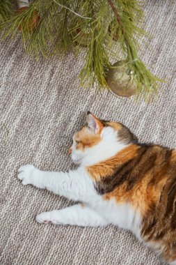 Evde Noel süsleri, Noel süsleri ve yeni yıl konsepti olan sevimli bir kedi. 