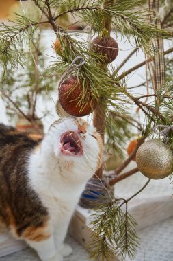 Evde Noel süsleri, Noel süsleri ve yeni yıl konsepti olan sevimli bir kedi. 