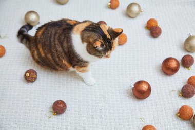 Evde Noel süsleri, Noel süsleri ve yeni yıl konsepti olan sevimli bir kedi. 