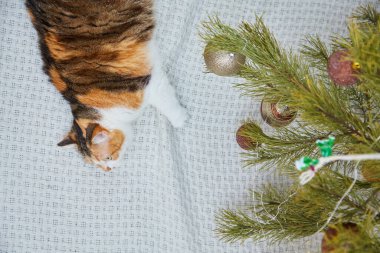 Evde Noel süsleri, Noel süsleri ve yeni yıl konsepti olan sevimli bir kedi. 