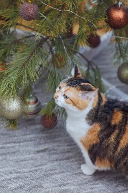 Evde Noel süsleri, Noel süsleri ve yeni yıl konsepti olan sevimli bir kedi. 