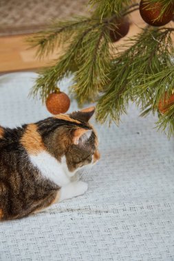 Evde Noel süsleri, Noel süsleri ve yeni yıl konsepti olan sevimli bir kedi. 
