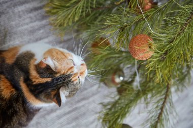 Evde Noel süsleri, Noel süsleri ve yeni yıl konsepti olan sevimli bir kedi. 