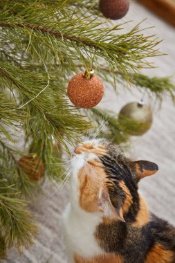 Evde Noel süsleri, Noel süsleri ve yeni yıl konsepti olan sevimli bir kedi. 