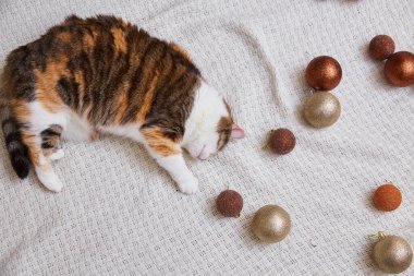 Evde Noel süsleri, Noel süsleri ve yeni yıl konsepti olan sevimli bir kedi. 