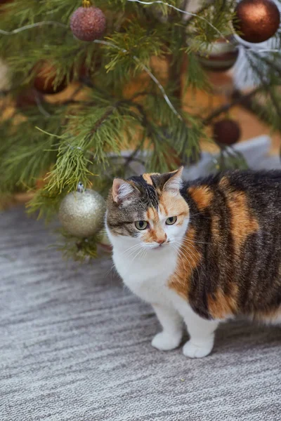 Evde Noel süsleri, Noel süsleri ve yeni yıl konsepti olan sevimli bir kedi. 