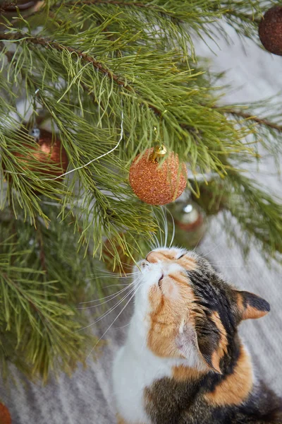 Evde Noel süsleri, Noel süsleri ve yeni yıl konsepti olan sevimli bir kedi. 