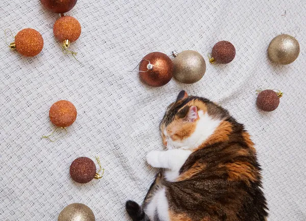 Entzückende Katze Mit Weihnachtsdekoration Hause Weihnachts Und Neujahrskonzept — Stockfoto