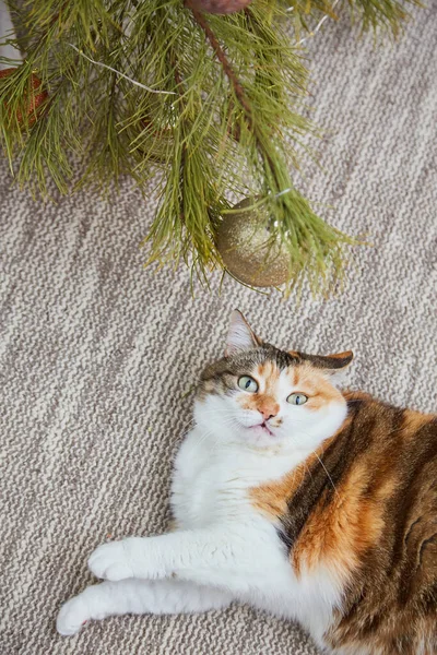 Entzückende Katze Mit Weihnachtsdekoration Hause Weihnachts Und Neujahrskonzept — Stockfoto