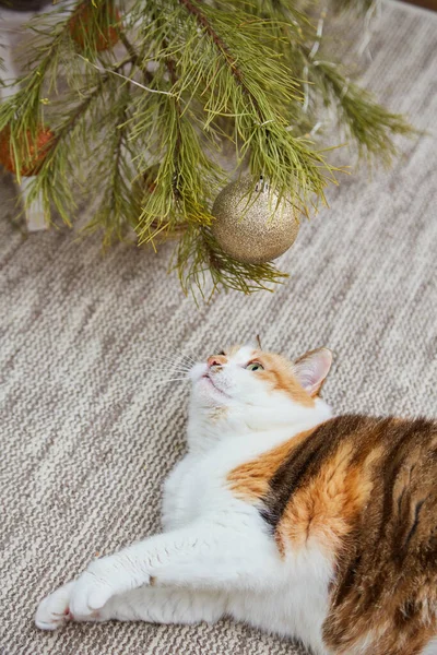 Gato Adorável Com Decorações Natal Casa Xmas Conceito Ano Novo — Fotografia de Stock