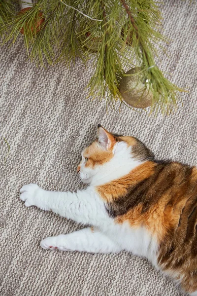 Evde Noel süsleri, Noel süsleri ve yeni yıl konsepti olan sevimli bir kedi. 