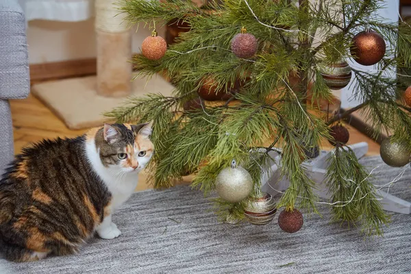 Entzückende Katze Mit Weihnachtsdekoration Hause Weihnachts Und Neujahrskonzept — Stockfoto