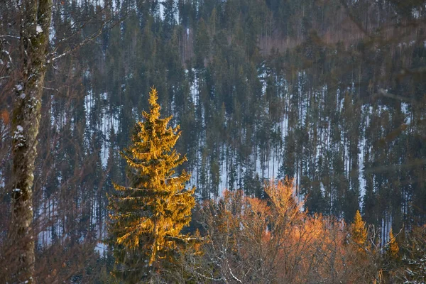 Bela Paisagem Outono Com Árvores Neve — Fotografia de Stock