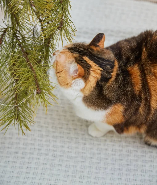 Entzückende Katze Mit Weihnachtsdekoration Hause Weihnachts Und Neujahrskonzept — Stockfoto