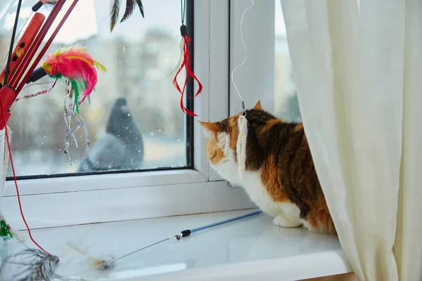 Entzückende Katze Mit Weihnachtsdekoration Hause Weihnachts Und Neujahrskonzept — Stockfoto