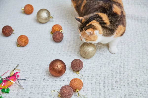 Schattige Kat Met Kerst Decoraties Thuis Kerst Nieuwjaar Concept — Stockfoto