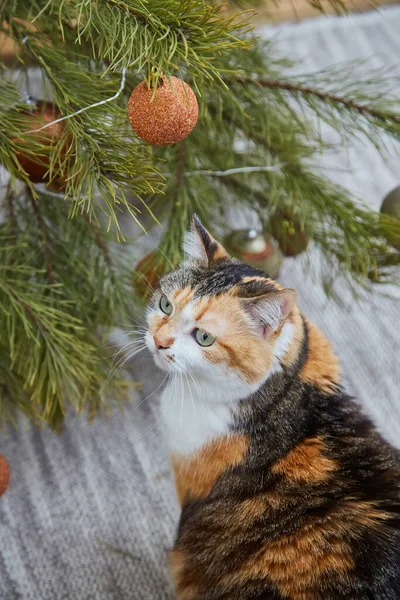 Uroczy Kot Dekoracjami Świątecznymi Domu Boże Narodzenie Koncepcja Nowego Roku — Zdjęcie stockowe