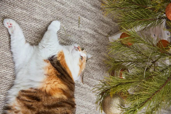 Gato Adorável Com Decorações Natal Casa Xmas Conceito Ano Novo — Fotografia de Stock