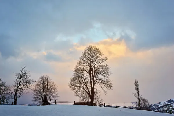 Bela Vista Estância Esqui Montanha Dos Cárpatos Inverno Paisagem Nevada — Fotografia de Stock