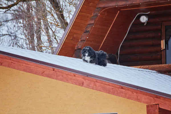 Karpatya dağ kayak merkezinin güzel manzarası, kış karlı manzarası                               