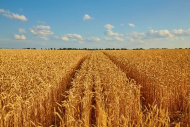 Arka planda mavi gökyüzü olan altın buğday tarlası