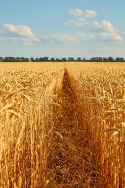 Arka planda mavi gökyüzü olan altın buğday tarlası