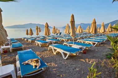Kedi güneşli bir yatakta yatıyor. Sabah Türk tatil köyünde, bir sürü boş güneş var.