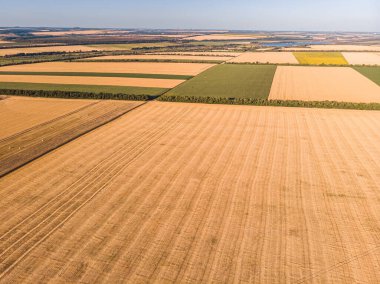 Buğday tarlasının havadan görünüşü ve traktörün izleri. Güzel tarım dokusu ya da yaz tarım arazisinin arka planı. Yukarıdan buğday çiftliği.