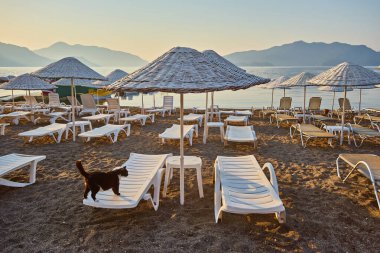 Kedi güneşli bir yatakta yatıyor. Sabah Türk tatil köyünde, bir sürü boş güneş var.