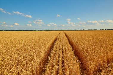 Arka planda mavi gökyüzü olan altın buğday tarlası