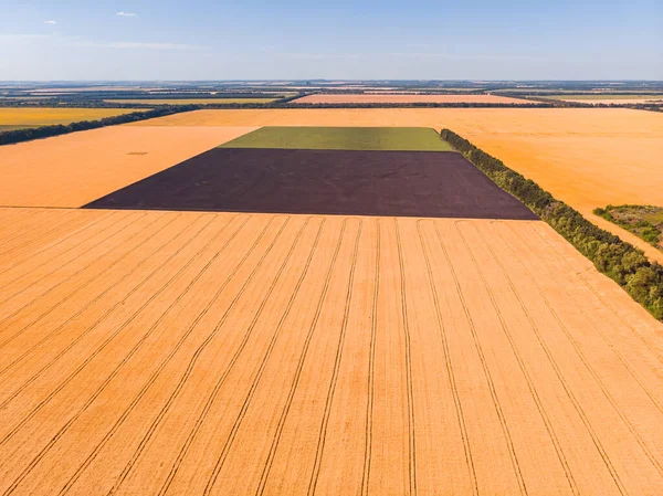 Luftaufnahme Des Weizenfeldes Und Der Gleise Vom Traktor Aus Schöne — Stockfoto