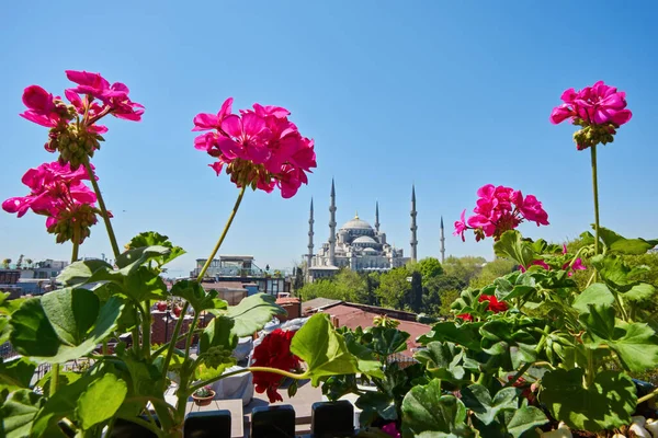 View Sultanahmet Blue Mosque Roof Building Istanbul Red Flowers — Stock Photo, Image