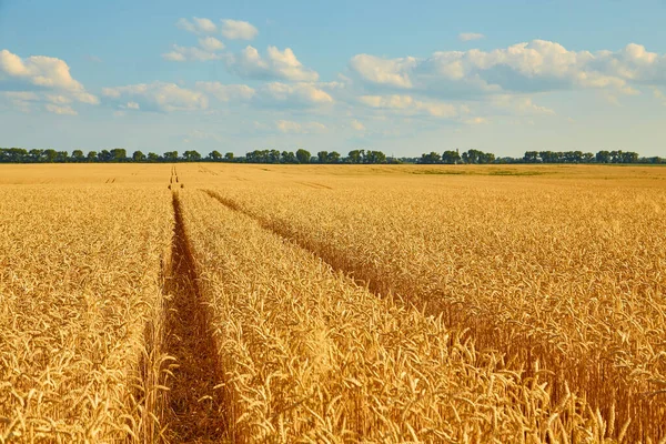 Sommerlandschaft Gelbes Weizenfeld Und Dunkelblauer Himmel — Stockfoto