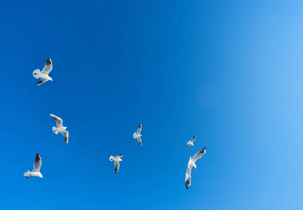 Bir Grup Büyük Beyaz Martı Bulutların Üzerinde Süzülerek Süzülüyor Beyaz — Stok fotoğraf