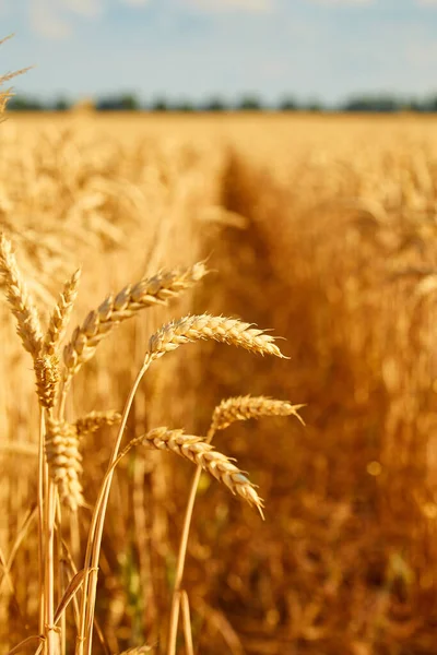 Campo Trigo Con Espiguillas Cerca Fondo Con Espiguillas Trigo — Foto de Stock