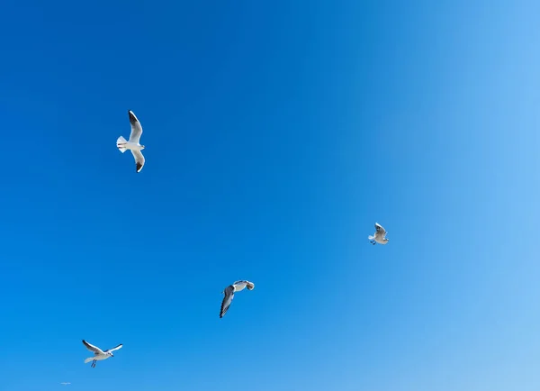 Flock Fåglar Himlen Solig Dag — Stockfoto