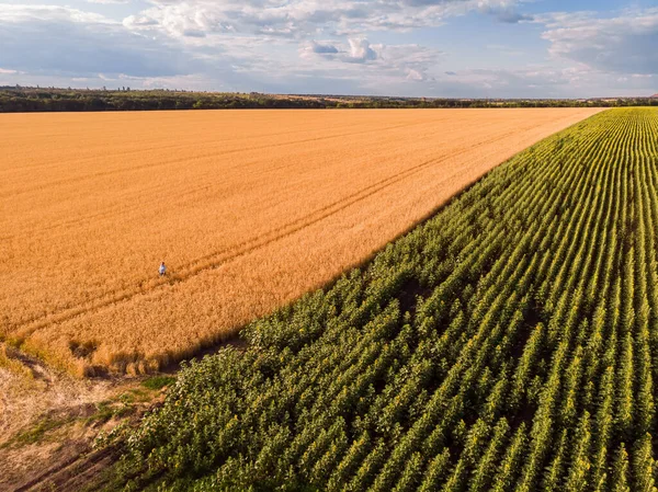 Luftaufnahme Von Der Drohne Sonnenblumen Und Weizenfeldern Sommer — Stockfoto