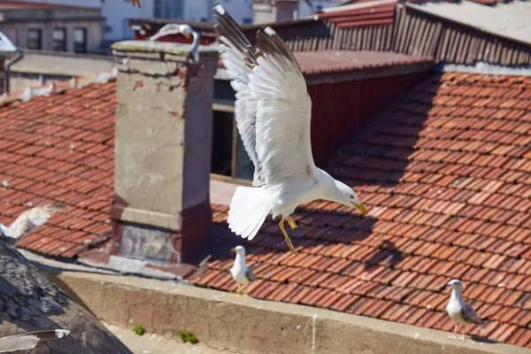 View Bosphorus Bay Roof Red Roofs Istanbul Gulls Fly Istanbul — Stock Photo, Image
