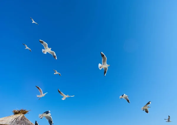 Güneşli Gökyüzünde Kuşlar Sürüsü — Stok fotoğraf