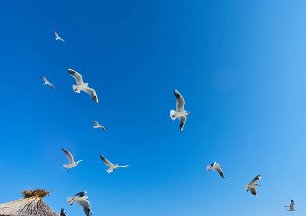 晴れた日で空に鳥の群れ — ストック写真