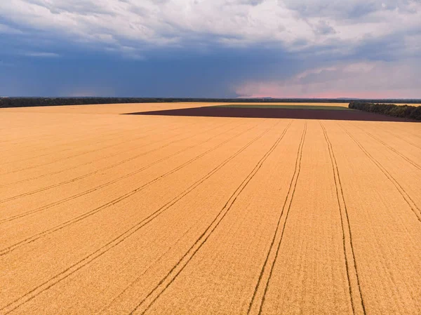 Luftaufnahme Der Weizenfelder Weizenfelder Aus Der Höhe Blick Von Oben — Stockfoto