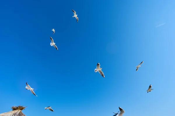 閉じる大規模な白いカモメの雲の青い空に上昇のグループを開く 白い野鳥が空を飛んでいる 自由の概念 — ストック写真