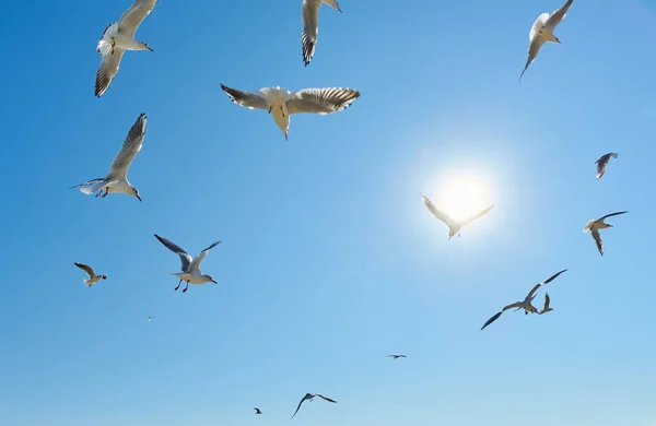 Flock Fåglar Himlen Solig Dag — Stockfoto