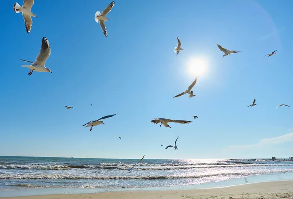 Una Bandada Gaviotas Vuela Aire Playa Gaviotas Fondo Playa Día —  Fotos de Stock